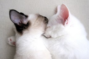 九游app下载中心-青少年体育运动中的安全教育对策，青少年体育运动中的安全教育对策有哪些