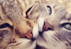 九游娱乐-中小学体育课程整合与跨学科教学实践，中小学体育课程教学改革