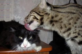 Jiu You-塞维利亚继续冲击欧洲大赛，成绩不断提升