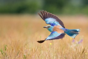 九游娱乐官网 (JIUYOU)-女子橄榄球或率先实现商业独立，女子橄榄球叫什么