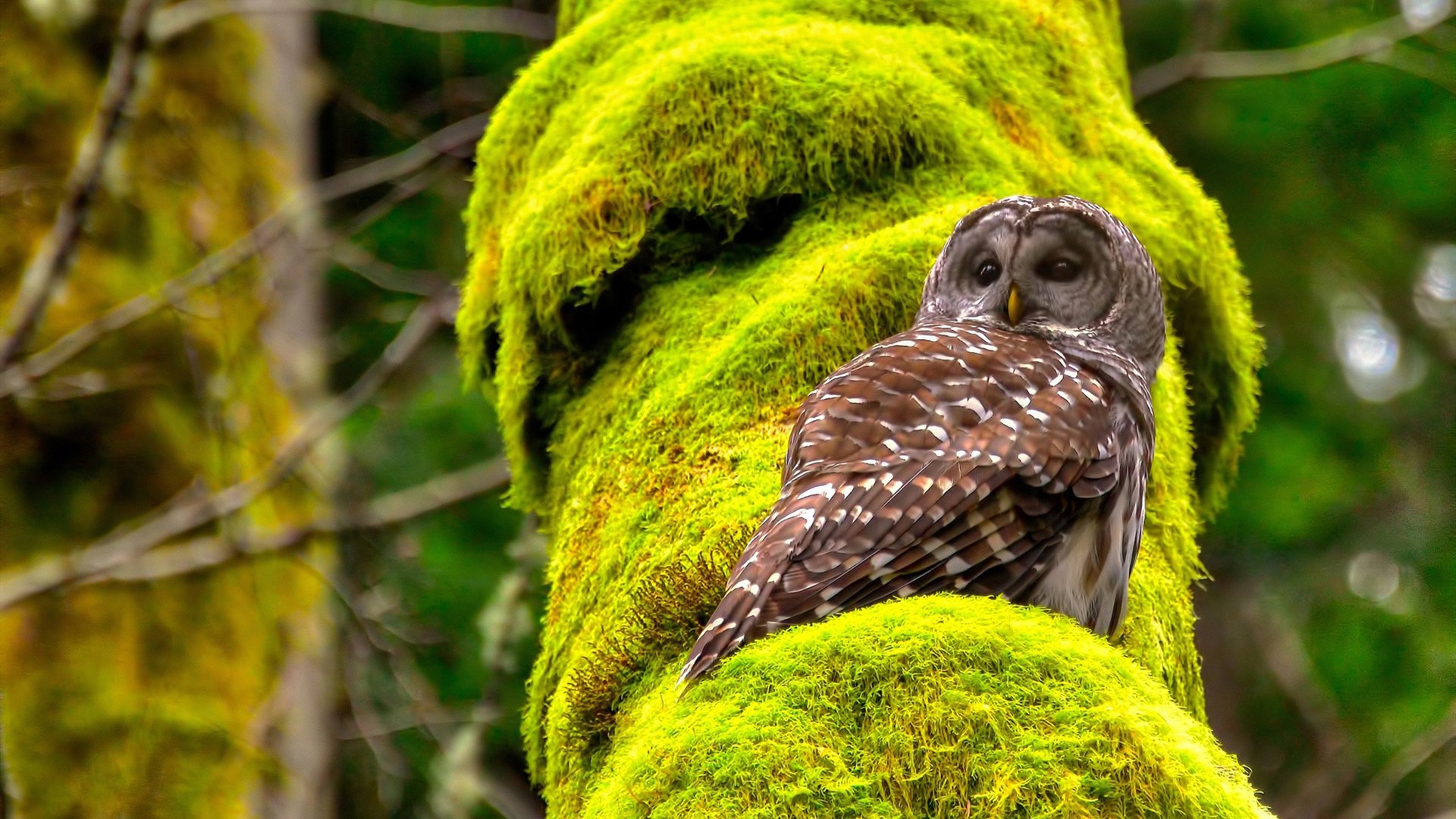 美国队在国际乒联混合团体世界杯中的关键战役与胜利，乒乓球 美国队