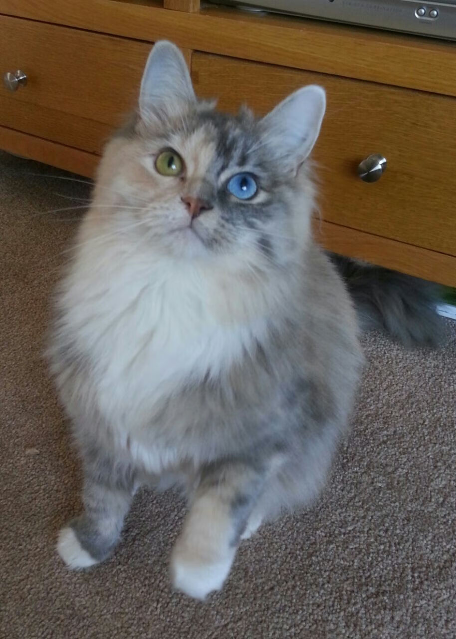 职业联赛外援管理档案缺乏系统维护