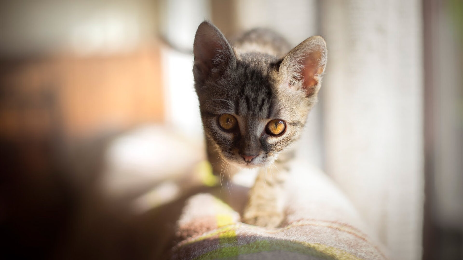 马竞中场双核掌控比赛节奏,马竞中场双核掌控比赛节奏是多少