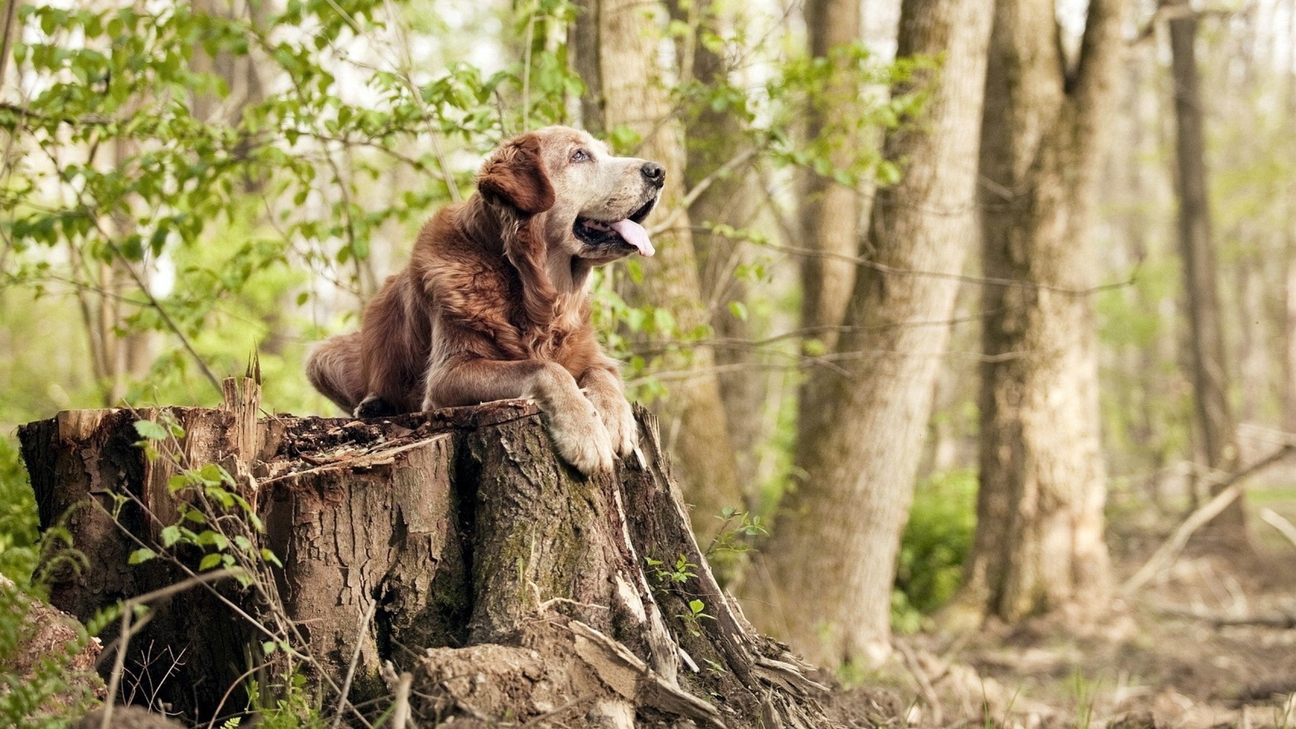 中国篮球协作多方资源推动篮球文化传播,浅谈中外篮球文化