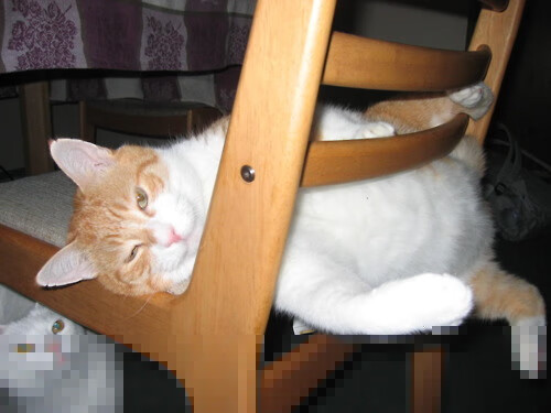 中超球队持续深耕青训体系形成多层级人才梯队,中超俱乐部青训