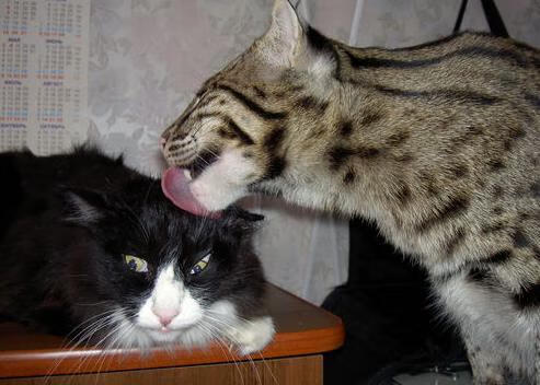 塞维利亚继续冲击欧洲大赛,成绩不断提升