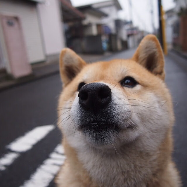 奖牌动作动作难度系数提升,奖牌展示