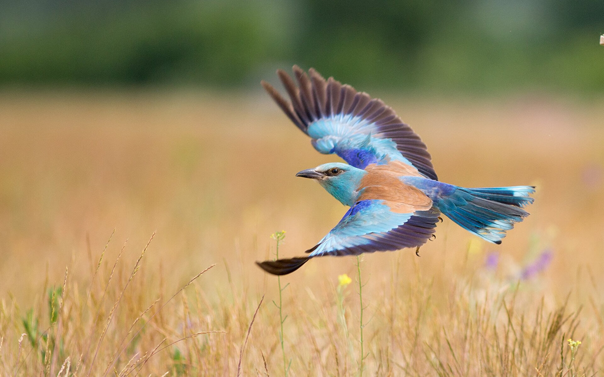 欧洲杯精彩回放:那些令人震撼的瞬间,欧洲杯精彩回放_那些令人震撼的瞬间